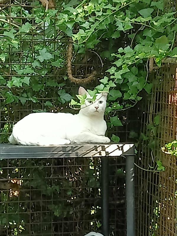 Palmiro Micio Bisnco Di Tre Anni